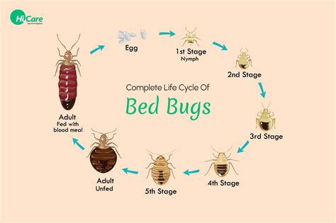 bed bug naked eye|Bed Bugs Appearance and Life Cycle 